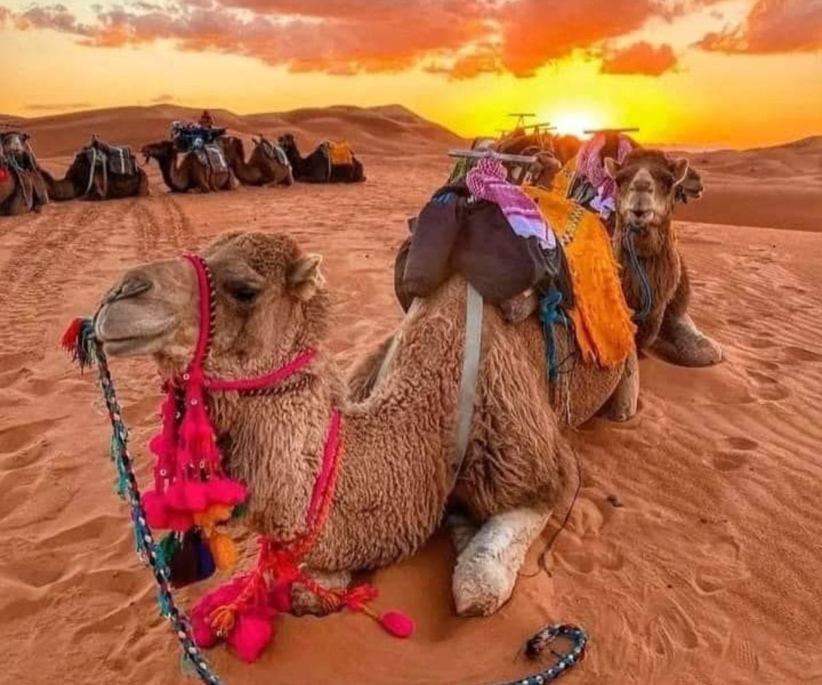 Fes desert tours 3 days